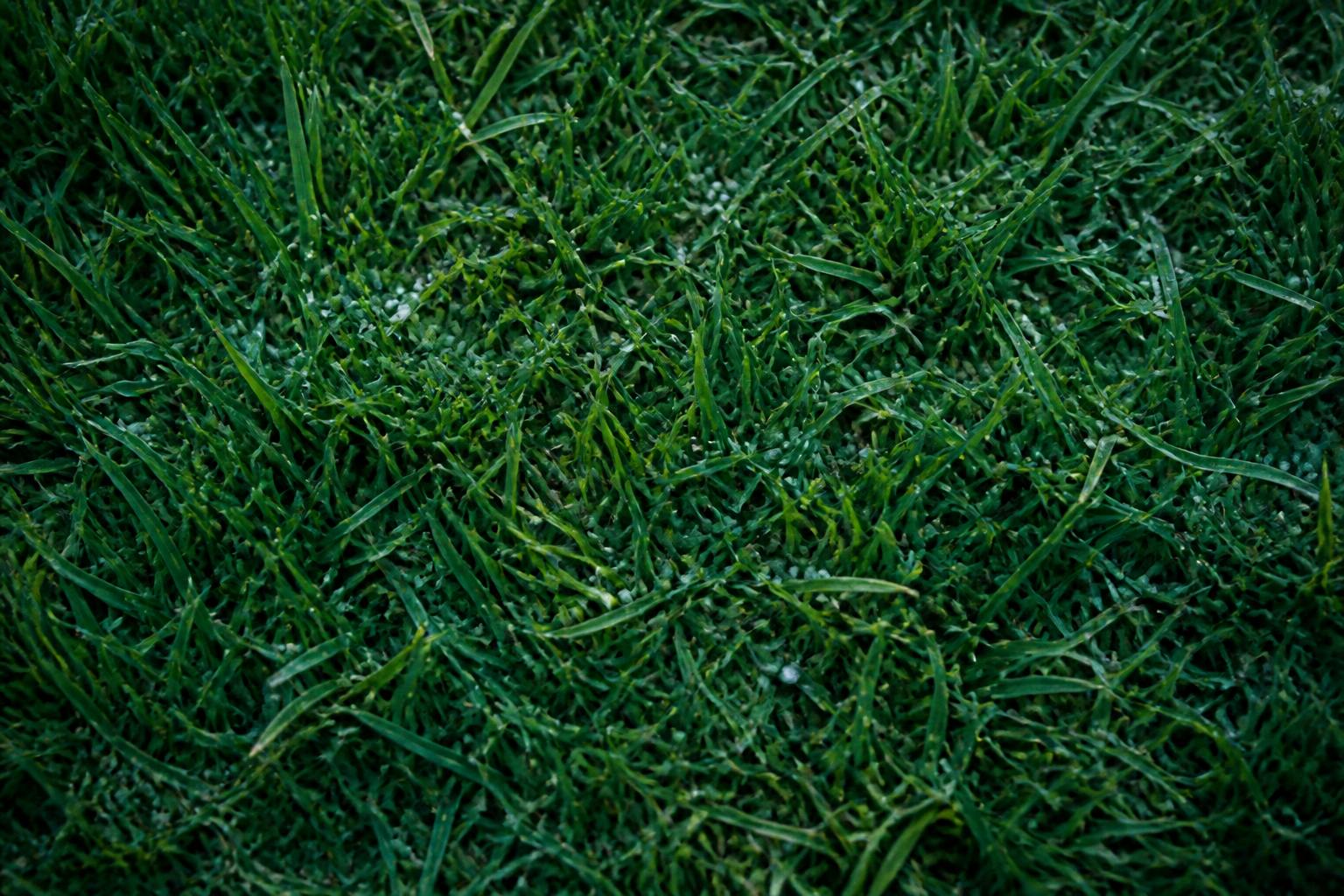 UK lawn with a scatter of fertiliser granules at dawn
